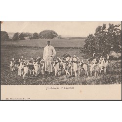 Vintage Postcard Foxhounds...